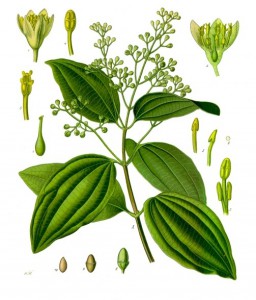 Cinnamomum_verum_-_Köhler–s_Medizinal-Pflanzen-182